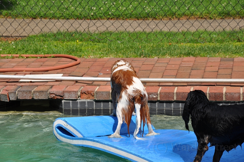 Sampson and Delilah Swimming 010.jpg